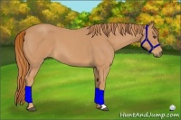 Horse Color:Red Roan 