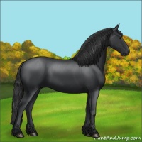 Horse Color:Black 