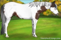 Horse Color:White Spotted Bay Tobiano Frame 