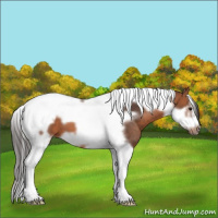 Horse Color:Bay Tobiano Frame 