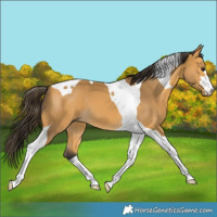 Horse Color:Buckskin Tobiano