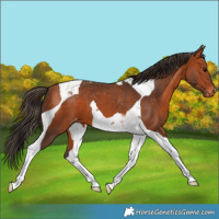 Horse Color:Bay Tobiano Appaloosa 