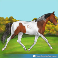 Horse Color:Bay Tobiano 