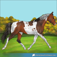 Horse Color:Bay Tobiano 