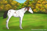 Horse Color:White Spotted Bay Sabino Splash Near Leopard