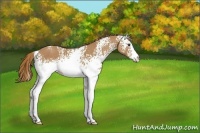 Horse Color:White Spotted Chestnut Appaloosa 