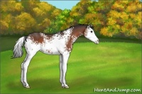 Horse Color:White Spotted Bay Splash
