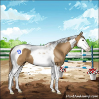 Horse Color:Chestnut Splash Tobiano
