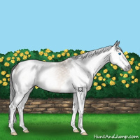 Horse Color:Gray Brown Dun Splash Tobiano