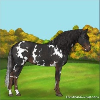 Horse Color:White Spotted Liver Chestnut 