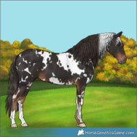 Horse Color:White Spotted Liver Chestnut 