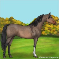 Horse Color:Brown Roan Dun 