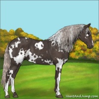 Horse Color:White Spotted Silver Black 