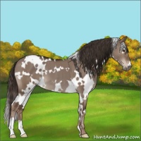 Horse Color:White Spotted Liver Red Dun 