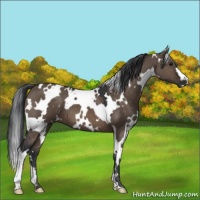Horse Color:White Spotted Brown Dun 