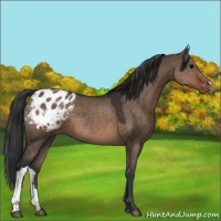 Horse Color:Brown Dun Appaloosa 