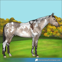 Horse Color:White Spotted Brown Dun 