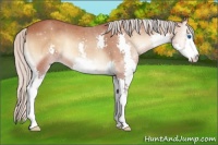 Horse Color:Silver Bay Onyx Splash 