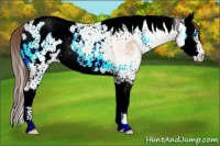 Horse Color:Bay Ice Onyx Splash Tobiano Appaloosa 