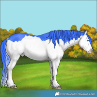 Horse Color:Watercolor Black Splash Rabicano 
