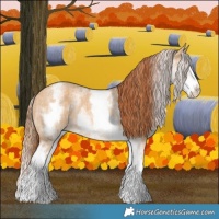 Horse Color:White Spotted Red Dun Splash Rabicano  and White Spotted Red Dun Splash Rabicano 