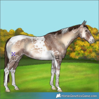 Horse Color:Red Onyx Ice Tobiano