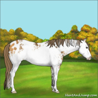 Horse Color:White Spotted Buckskin Appaloosa 