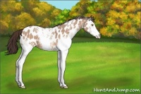 Horse Color:White Spotted Amber Champagne Near Leopard 