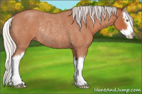 Horse Color:Silver Bay Roan Splash Rabicano 