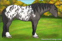 Horse Color:Black Appaloosa Rabicano