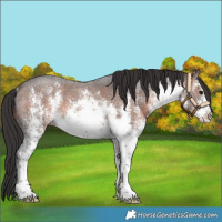 Horse Color:White Spotted Brown Sabino Rabicano