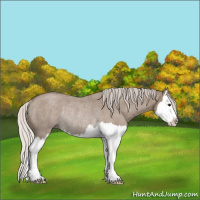 Horse Color:Silver Grullo Roan Sabino Splash Rabicano 