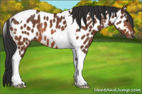 Horse Color:Bay Tobiano Near Leopard Rabicano 