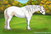 Horse Color:Gray Red Dun Roan Splash Tobiano Rabicano 