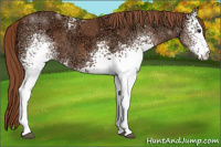 Horse Color:White Spotted Chestnut Ice 