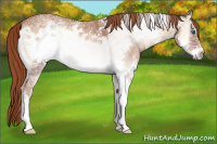 Horse Color:Red Onyx Ice Splash Frame 