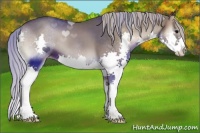 Horse Color:Silver Blue Onyx Splash