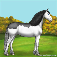Horse Color:Black Splash 