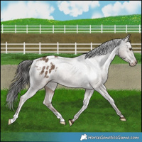 Horse Color:Liver Red Dun Appaloosa 