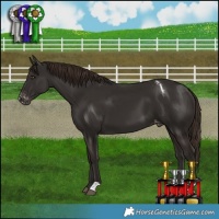 Horse Color:Liver Chestnut Appaloosa