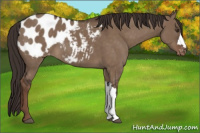 Horse Color:Liver Red Dun Appaloosa 