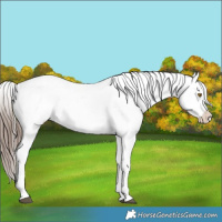 Horse Color:Grullo Appaloosa 