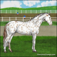 Horse Color:Red Dun Appaloosa Brindle 