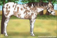 Horse Color:Liver Red Dun Sabino Appaloosa