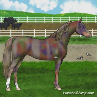 Horse Color:Nacre Liver Chestnut 