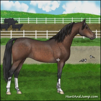 Horse Color:Brown Roan 