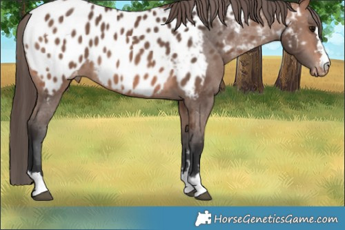 Horse Color:Bay Appaloosa 