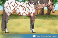 Horse Color:Bay Appaloosa