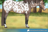 Horse Color:Bay Near Leopard