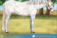Horse Color:Red Roan Splash Near Leopard 